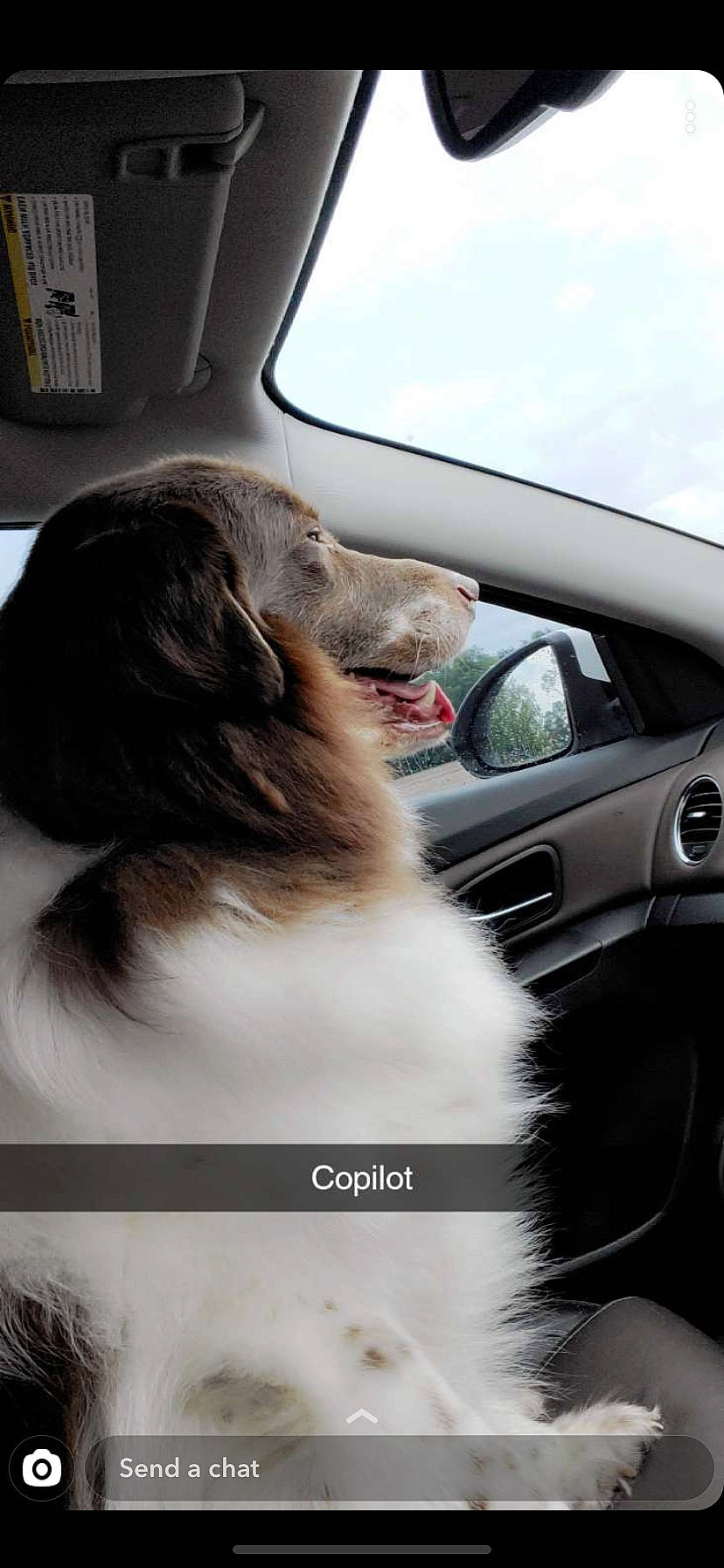Louie joined the competition — help win amazing prizes! australian_shepherd, border_collie, canidae, car, carnivore, companion_dog, dog, dog_breed, driving, long_hair, setter, spaniel, sporting_group, vehicle, vehicle_door