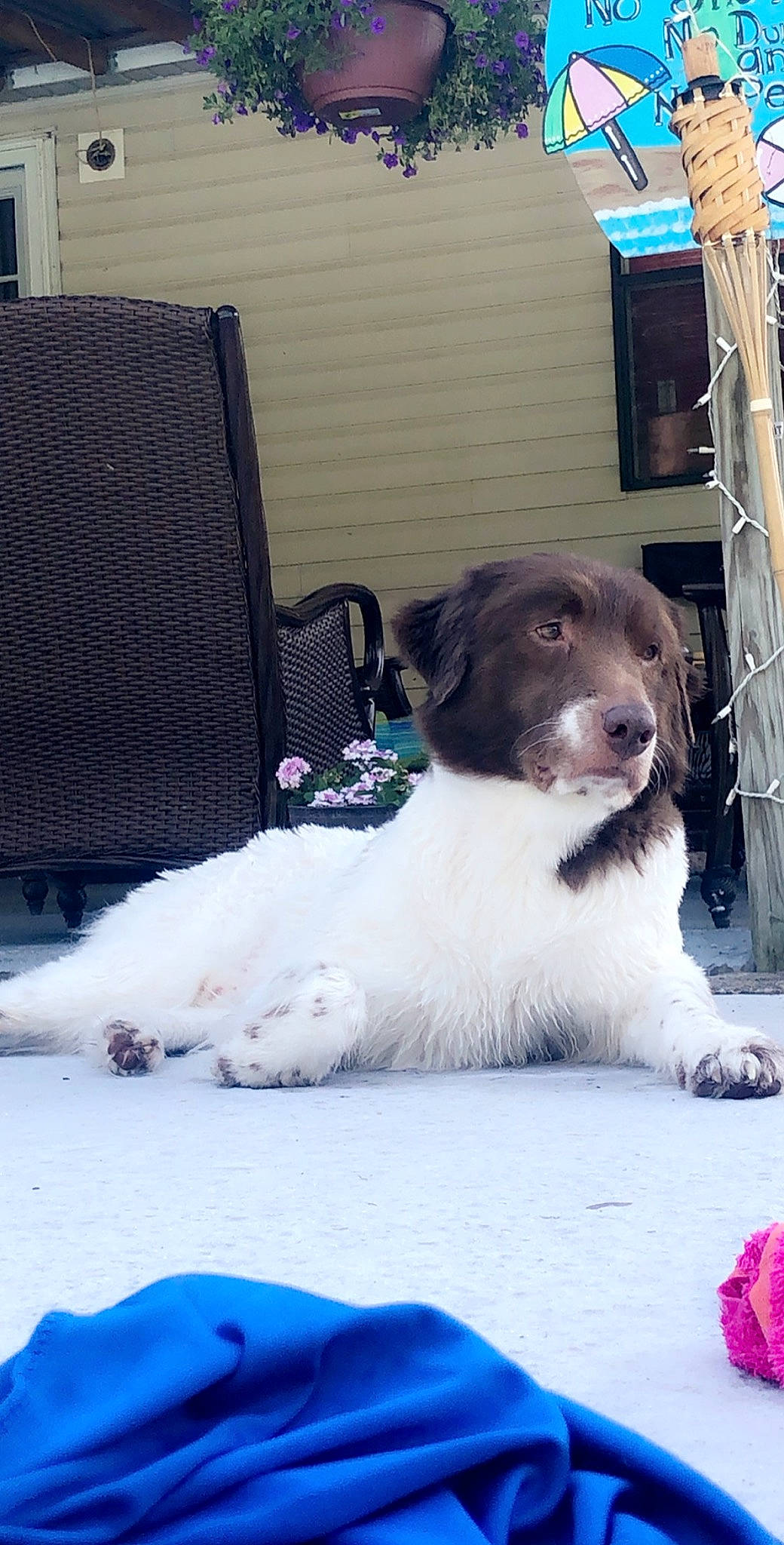 Louie joined the competition — help win amazing prizes! canidae, carnivore, companion_dog, dog, dog_breed, drentse_patrijshond, landseer, mammal, puppy, rare_breed_dog, spaniel, sporting_group, stabyhoun