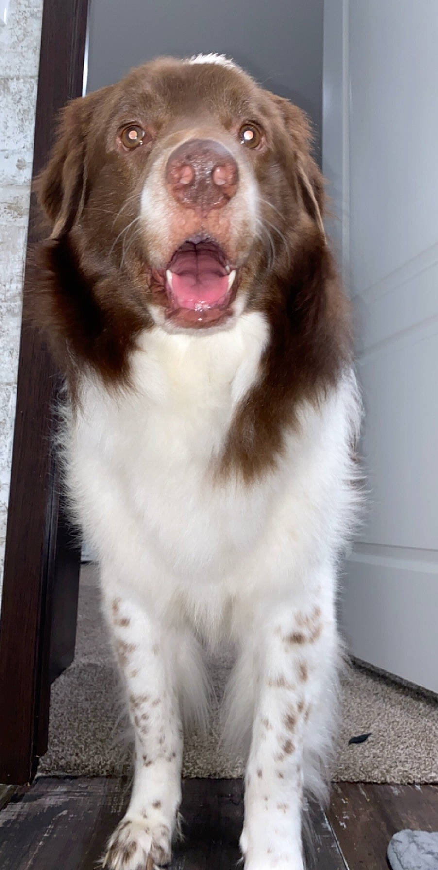 Louie joined the competition — help win amazing prizes! australian_shepherd, border_collie, canidae, carnivore, dog, dog_breed, drentse_patrijshond, fur, liver, mammal, miniature_australian_shepherd, spaniel, sporting_group, vertebrate, whiskers