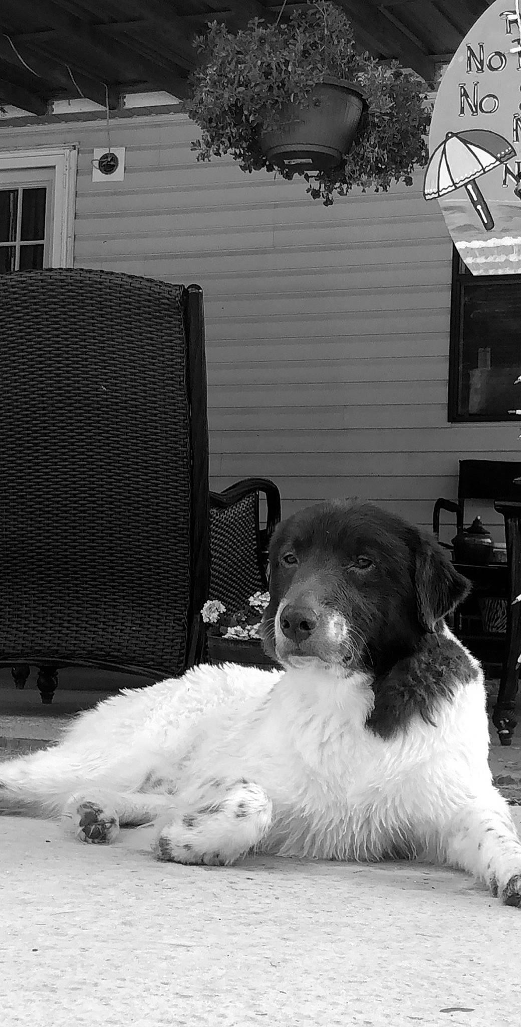 Louie is registered to the contest to win money with this photo: black_and_white, canidae, carnivore, dog, dog_breed, english_springer_spaniel, home, landseer, monochrome, rare_breed_dog, snout, snow, spaniel, sporting_group, stabyhoun, winter