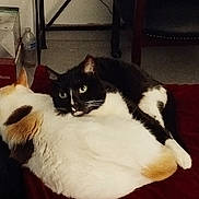 Tina is registered to the contest to win money with this photo: cat, black_and_white_cat, calico_cat, pets, animal, feline, indoor, blanket, cuddle, resting, fur, cute, companion, green_eyes, whiskers, tail, floor, water_bottle, furniture, cozy