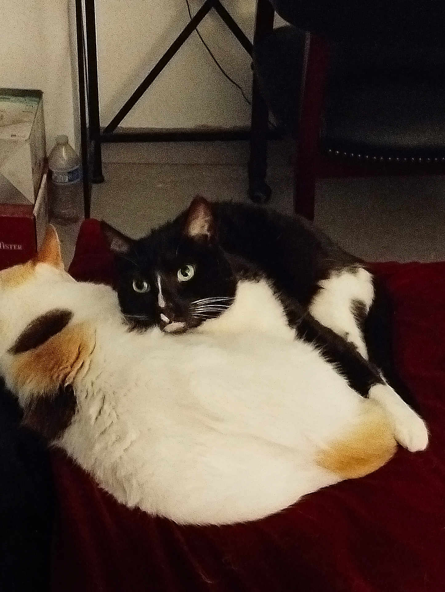 Tina is registered to the contest to win money with this photo: cat, black_and_white_cat, calico_cat, pets, animal, feline, indoor, blanket, cuddle, resting, fur, cute, companion, green_eyes, whiskers, tail, floor, water_bottle, furniture, cozy