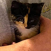 Patches is registered to the contest to win money with this photo: kitten, calico, cat, pet, animal, feline, cute, small, fur, whiskers, person, hand, holding, cozy, indoor, closeup, portrait, comfort, warm, cuddle