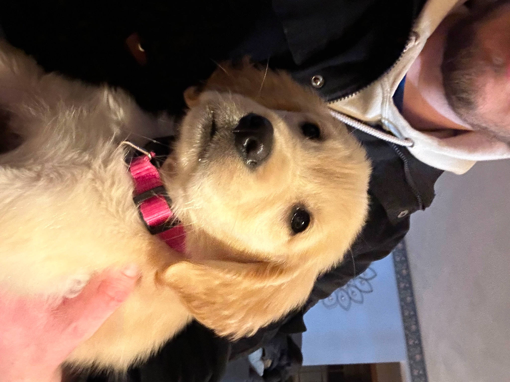 Lilly joined the competition — help win amazing prizes! canidae, carnivore, collar, companion_dog, dog, dog_breed, dog_collar, dog_supply, ear, eyewear, fawn, fur, jaw, leash, selfie, snout, sporting_group, sunglasses, whiskers, working_animal