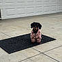 dog, dachshund, pet, animal, black, tan, jacket, clothing, mat, concrete, driveway, garage, outdoor, cute, sitting, small, fur, ears, looking, alone