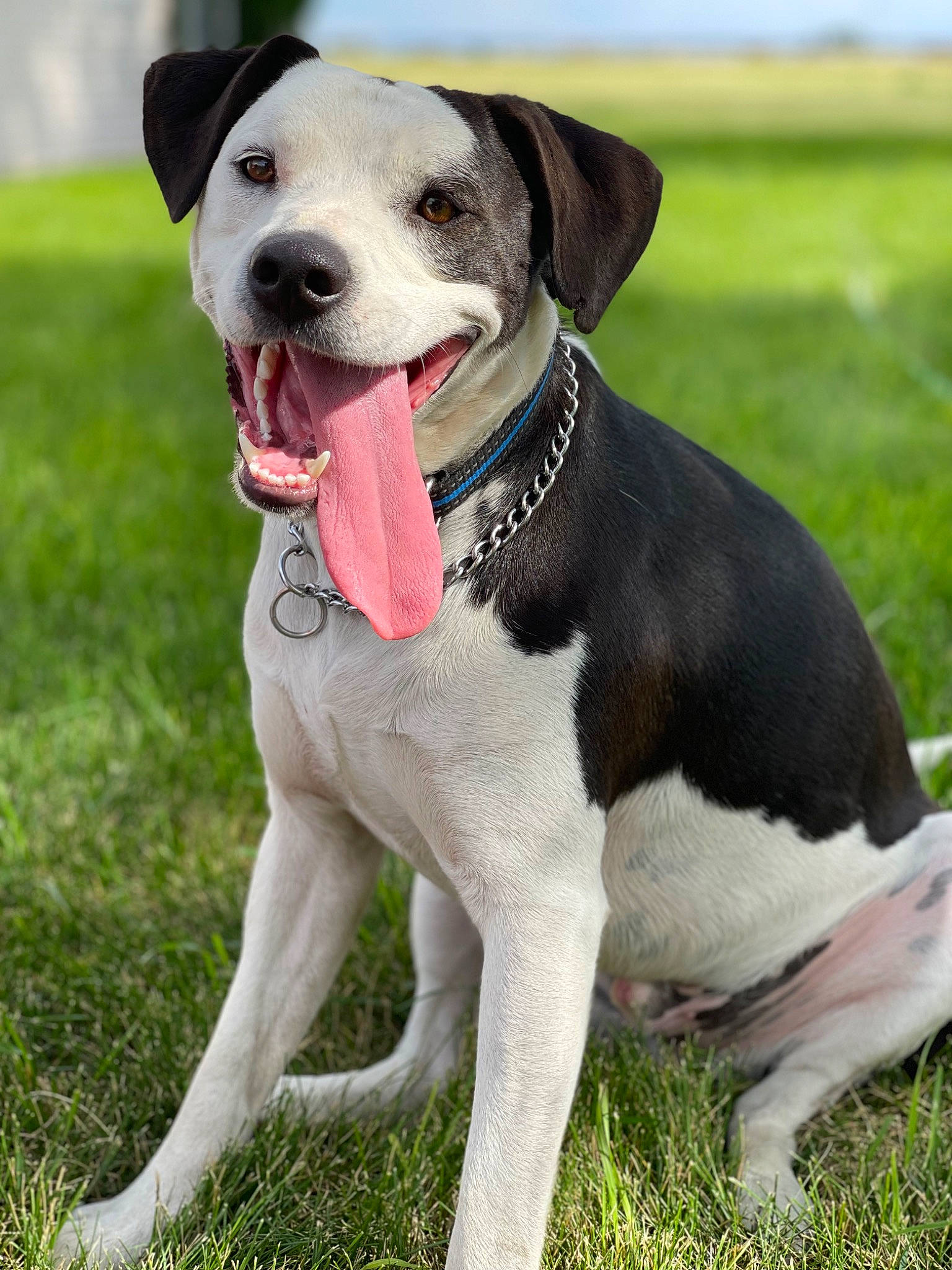 Gunner joined the competition — help win amazing prizes! canidae, carnivore, collar, companion_dog, dog, dog_breed, dog_collar, dog_supply, fawn, fur, grass, leash, non_sporting_group, snout, sporting_group, tail, terrestrial_animal, whiskers, working_animal, working_dog