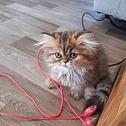 Willow participe au concours pour gagner de l'argent avec cette photo : kitten, cat, fluffy, pet, indoor, wooden_floor, toy, pink_string, cute, playful, fur, animal, small, young, domestic, feline, whiskers, tail, eyes, floor