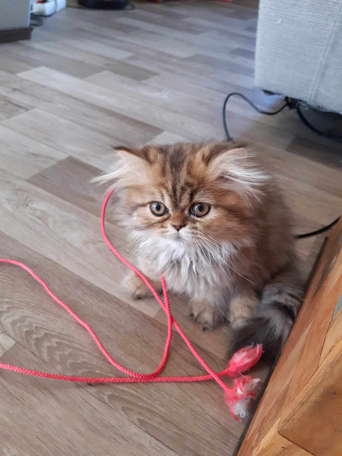 Willow