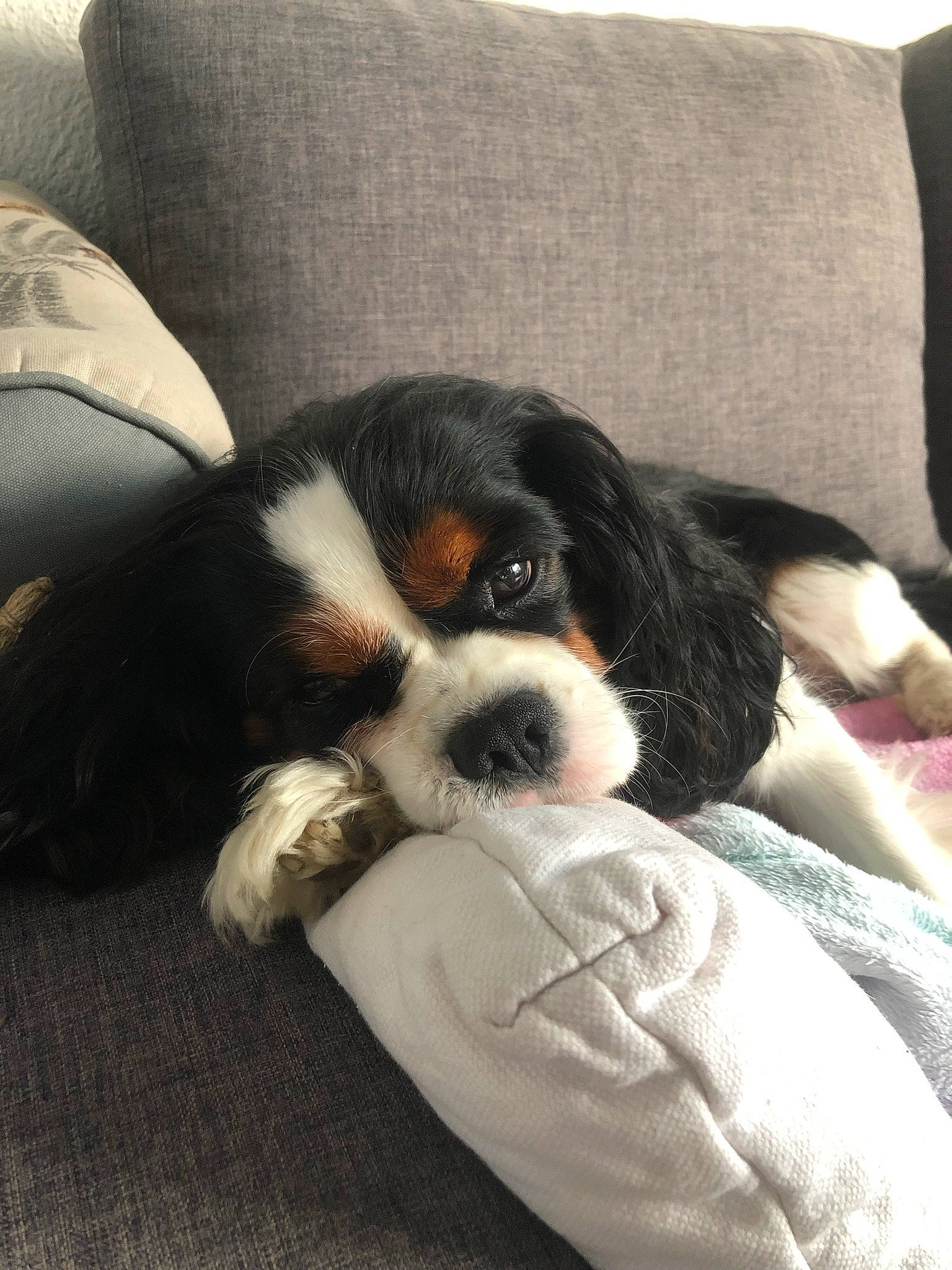 Ouki participe au concours pour gagner de l'argent avec cette photo : beaglier, bored, canidae, carnivore, cavalier_king_charles_spaniel, comfort, companion_dog, couch, dog, dog_breed, fur, king_charles_spaniel, snout, spaniel, sporting_group, terrestrial_animal, toy_dog, whiskers, working_animal, working_dog