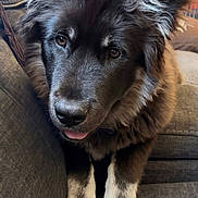 Buzo joined the competition — help win amazing prizes! dog, puppy, fluffy, black_and_white, fur, paws, tongue, couch, indoor, pet, cute, animal, closeup, portrait, canine, furniture, relaxed, adorable, household, companion