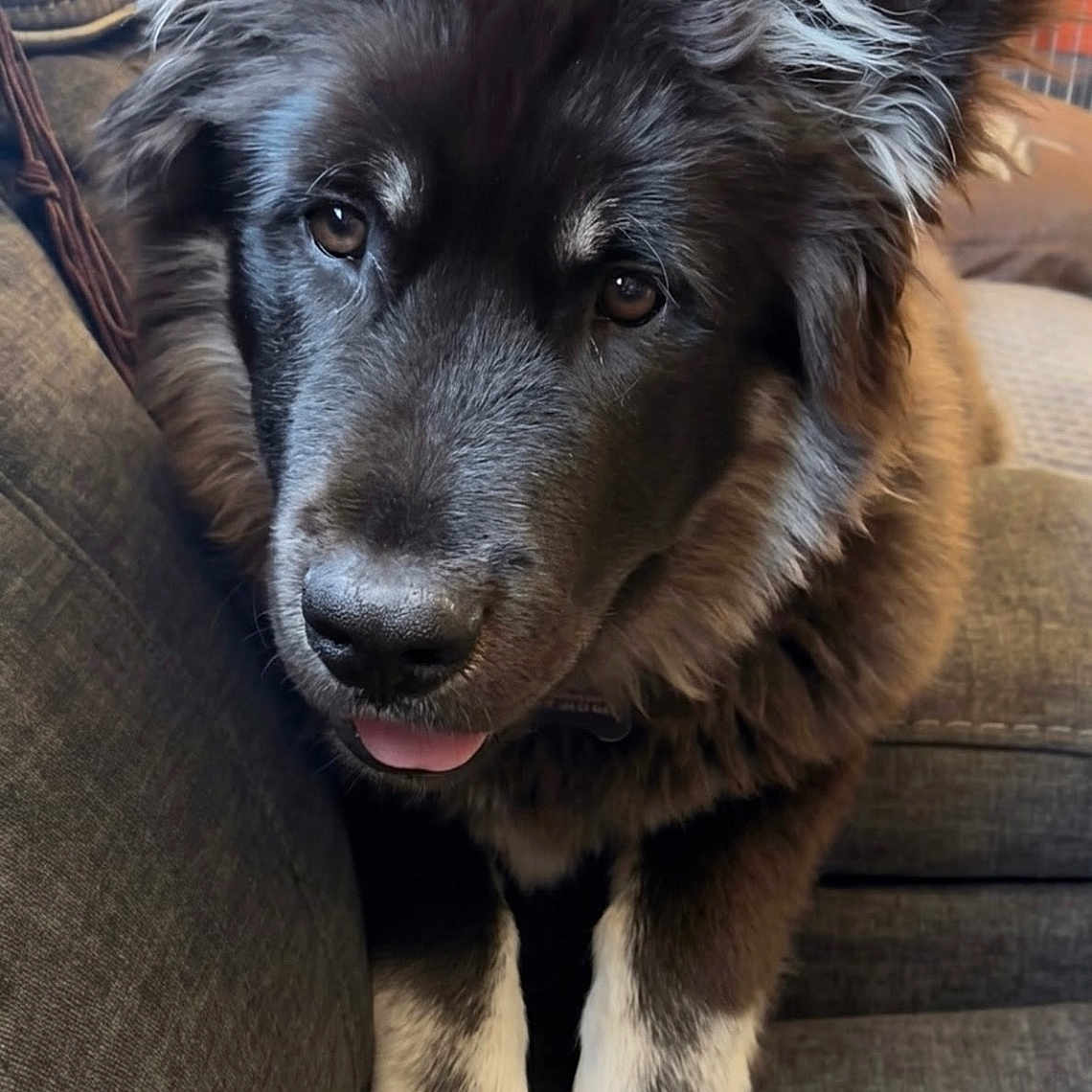 Buzo joined the competition — help win amazing prizes! dog, puppy, fluffy, black_and_white, fur, paws, tongue, couch, indoor, pet, cute, animal, closeup, portrait, canine, furniture, relaxed, adorable, household, companion