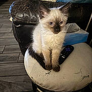 Lola is registered to the contest to win money with this photo: kitten, cat, siamese, feline, pet, animal, indoor, stool, remote_control, leather_couch, flooring, wood_floor, fur, blue_eyes, small, cute, sitting, domestic, home, cozy
