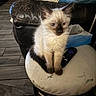 kitten, cat, siamese, feline, pet, animal, indoor, stool, remote_control, leather_couch, flooring, wood_floor, fur, blue_eyes, small, cute, sitting, domestic, home, cozy