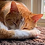 abyssinian, angora, animal, blanket, cat, couch, furniture, hardwood, homedecor, indoors, kitten, manx, mat, person, pet, quilt, sleeping, stainedwood, window, wood