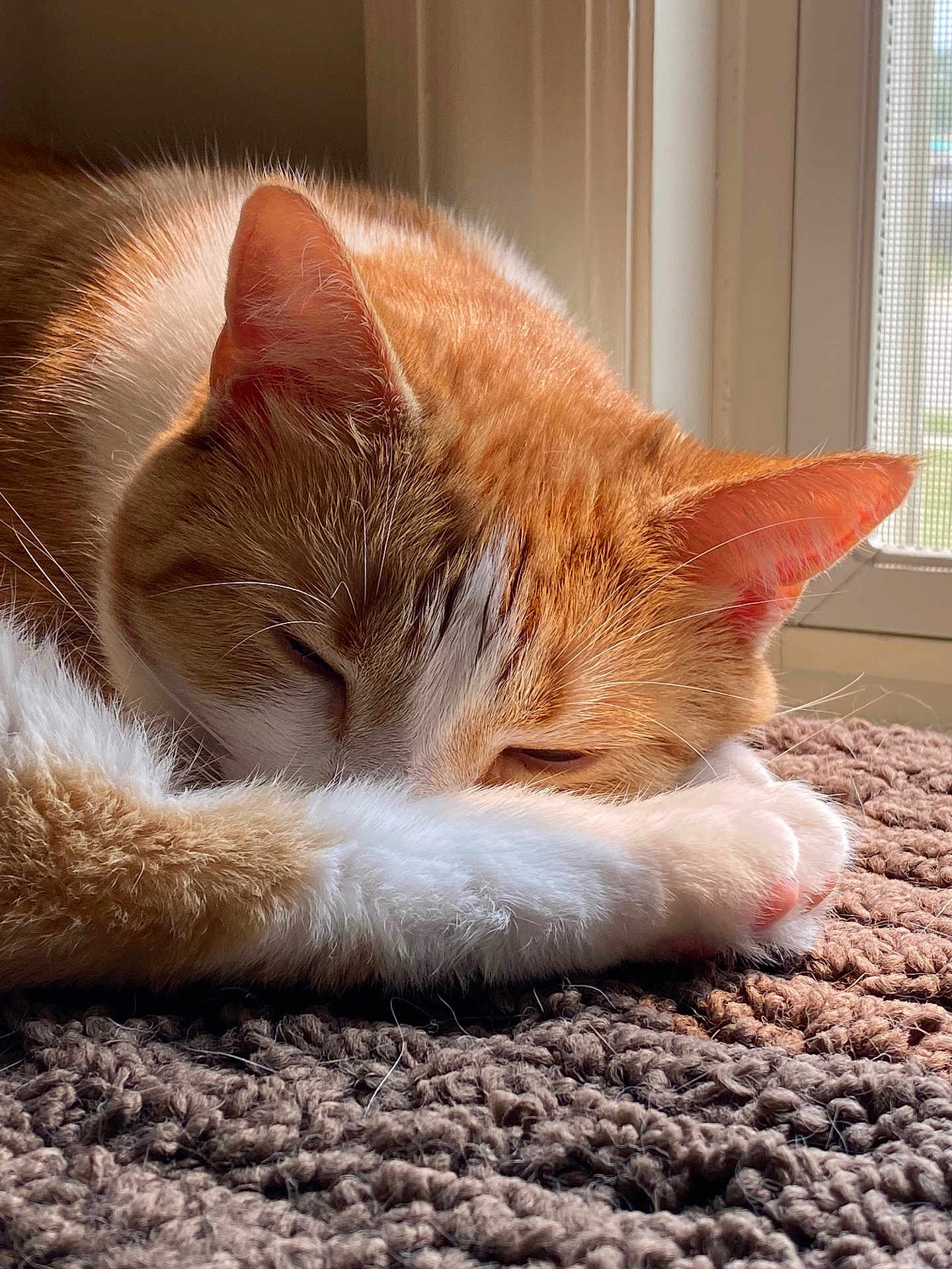 Cindy joined the competition — help win amazing prizes! abyssinian, angora, animal, blanket, cat, couch, furniture, hardwood, homedecor, indoors, kitten, manx, mat, person, pet, quilt, sleeping, stainedwood, window, wood