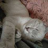 Bella participe au concours pour gagner de l'argent avec cette photo : cat, sleeping, furry, paw, closeup, cozy, blanket, soft, pet, resting, indoor, cute, mammal, whiskers, relaxation, fur, animal, pink, texture, comfort