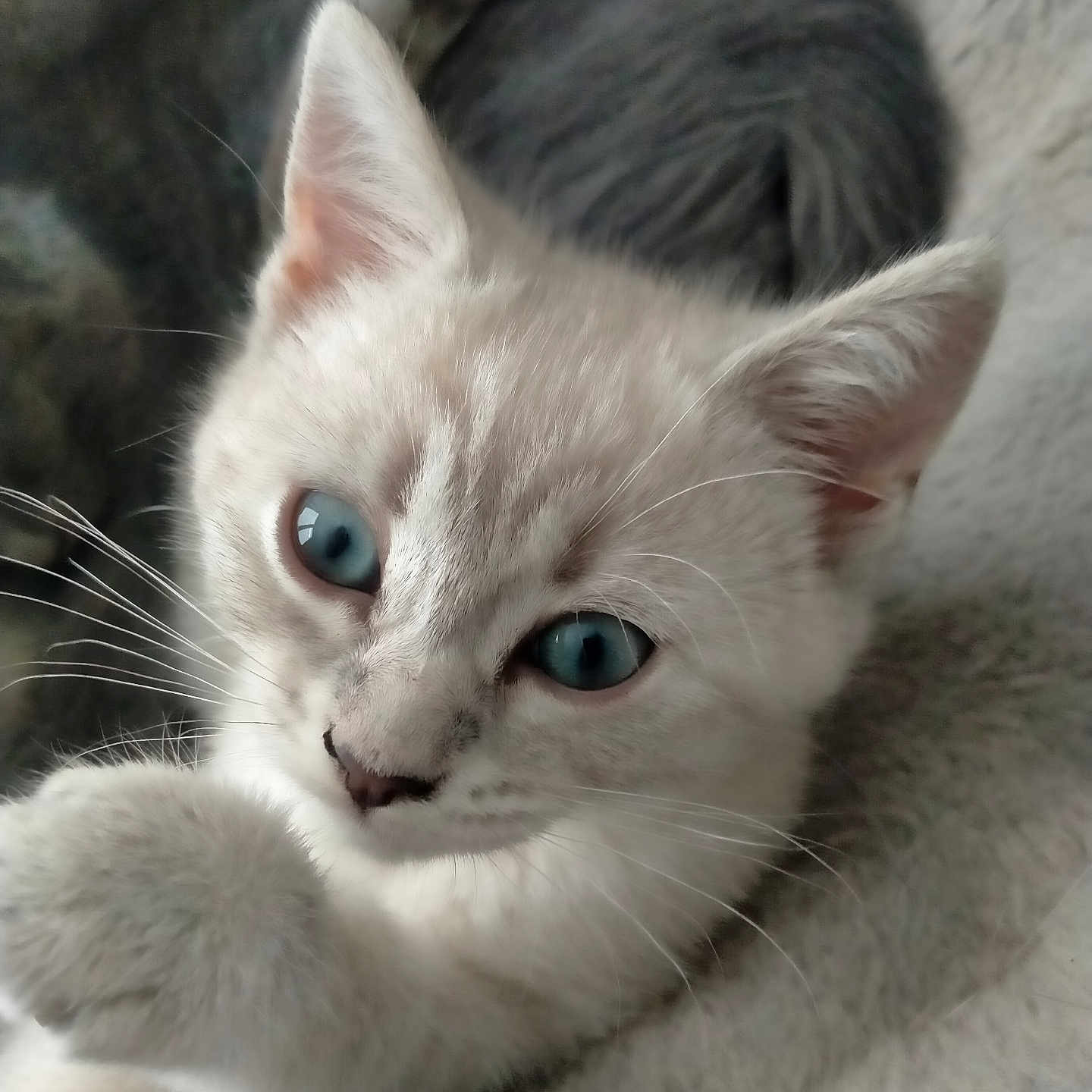 Bella participe au concours pour gagner de l'argent avec cette photo : animal, blue_eyes, cat, close_up, cozy, curious, cute, domestic_cat, feline, furry, indoor, kitten, paw, pet, portrait, sleepy, soft_texture, whiskers, white_fur, young