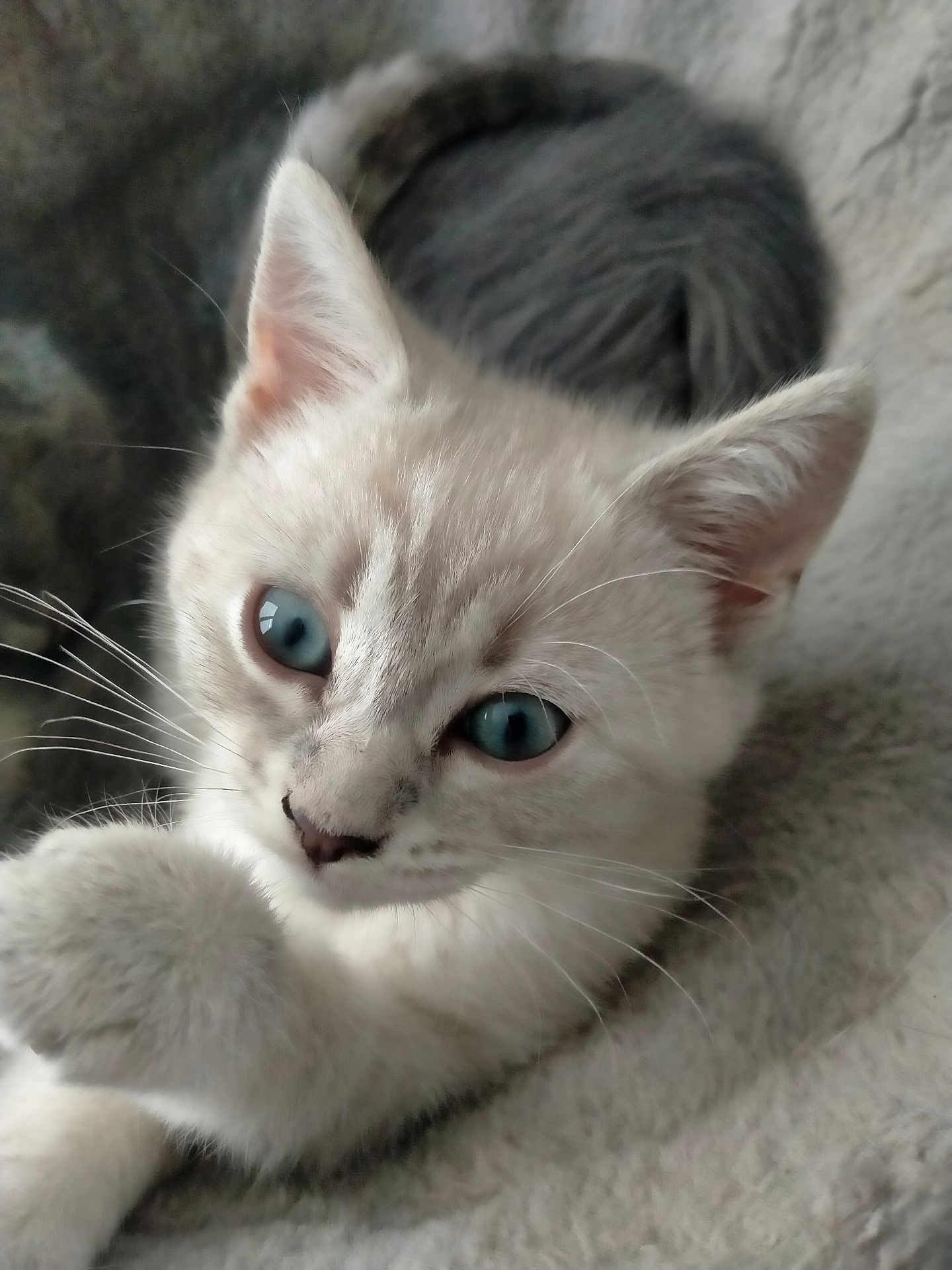 Bella