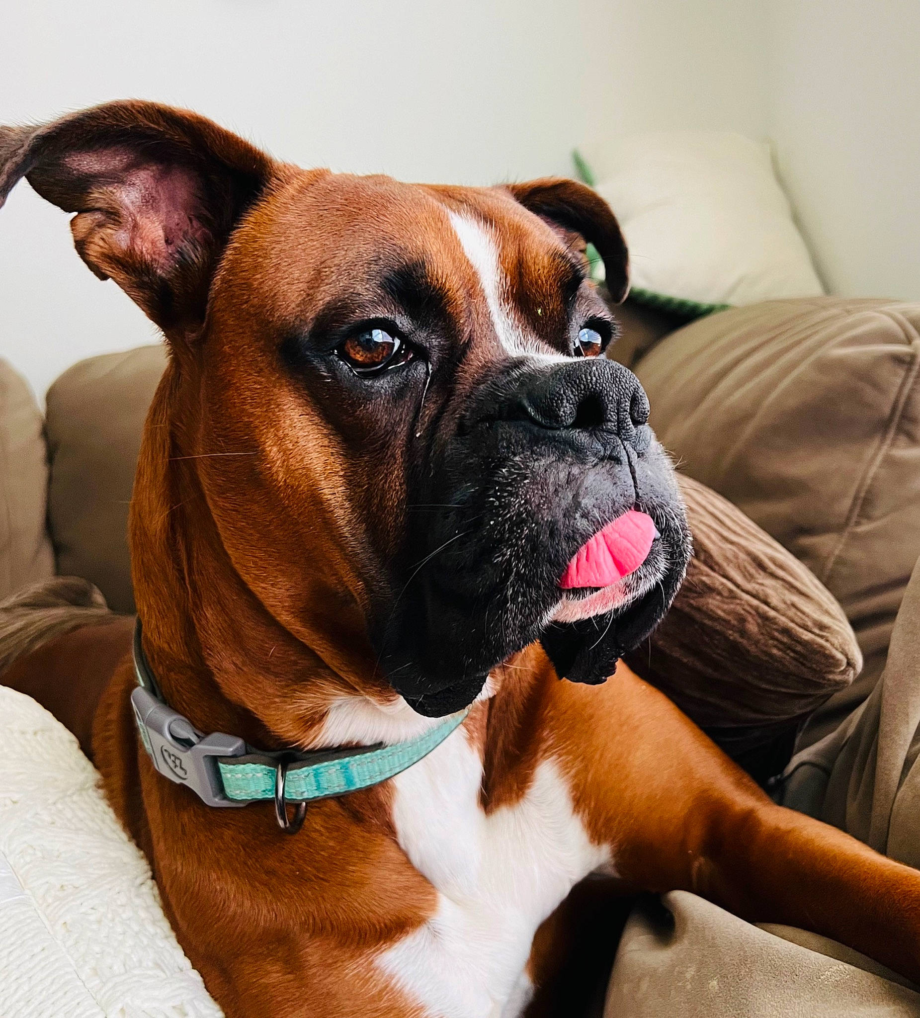 Kaiser is registered to the contest to win money with this photo: biting, boxer, canidae, carnivore, collar, comfort, companion_dog, dog, dog_breed, dog_collar, dog_supply, fawn, liver, pet_supply, snout, sporting_group, whiskers, working_animal, working_dog, wrinkle