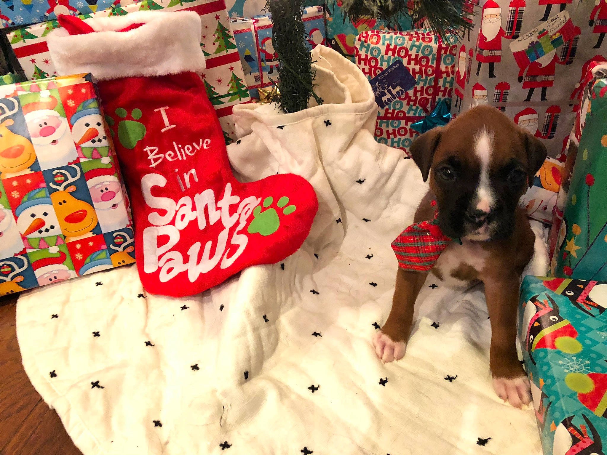 Kaiser is registered to the contest to win money with this photo: carmine, carnivore, christmas_decoration, christmas_stocking, companion_dog, dog, dog_breed, dog_supply, event, fawn, font, holiday, linens, liver, pattern, room, snout, sporting_group, toy_dog, working_animal