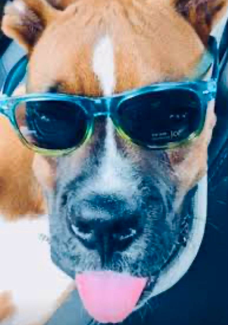 Kaiser is registered to the contest to win money with this photo: beard, canidae, carnivore, companion_dog, dog, dog_breed, eyewear, facial_hair, fawn, glasses, goggles, jaw, mirror, nose, personal_protective_equipment, snout, sporting_group, sunglasses, vision_care, whiskers
