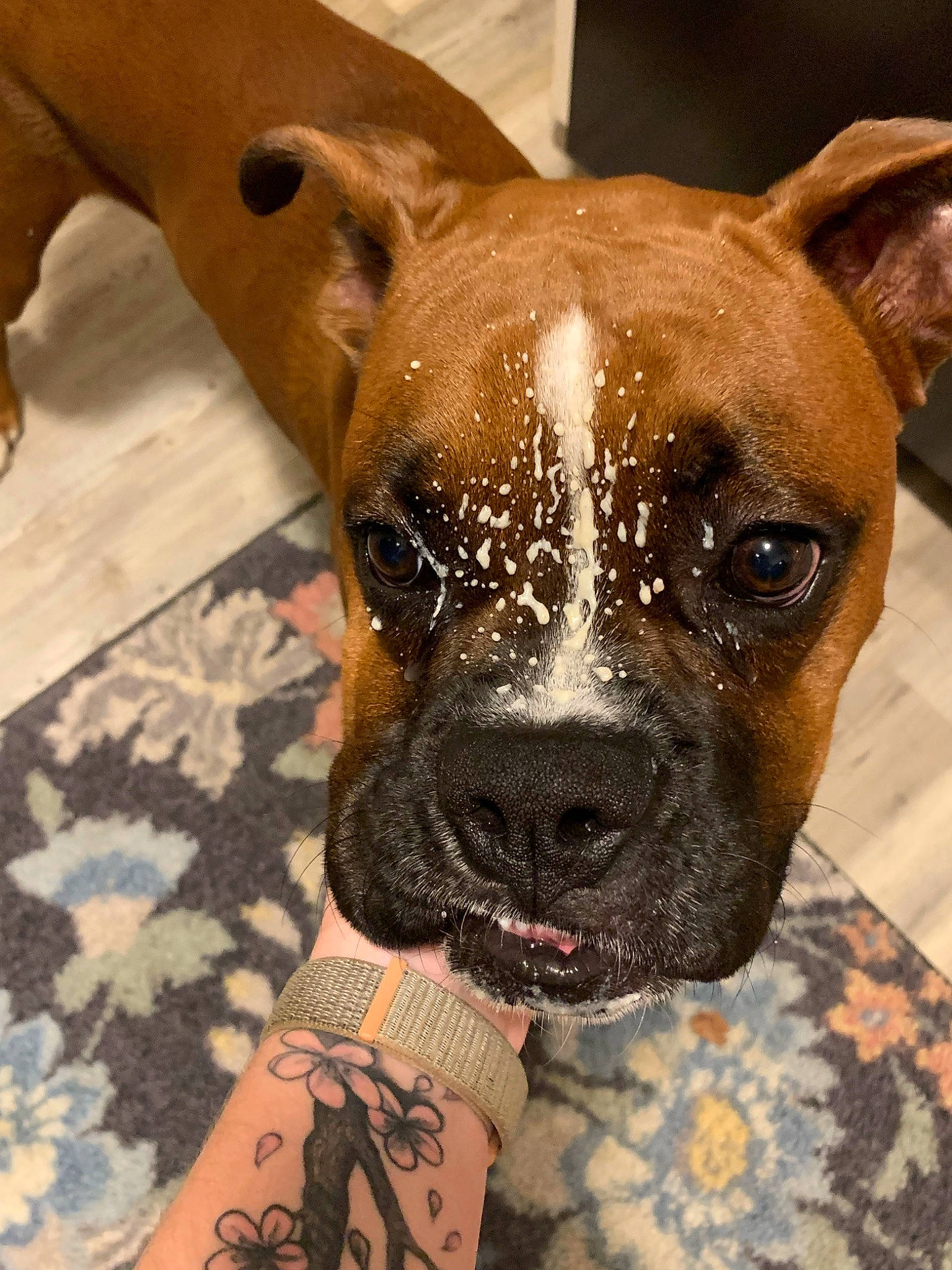 Kaiser joined the competition — help win amazing prizes! ancient_dog_breeds, boxer, canidae, carnivore, collar, companion_dog, dog, dog_breed, dog_collar, fawn, fur, guard_dog, pattern, snout, sporting_group, terrestrial_animal, whiskers, working_animal, working_dog, wrinkle