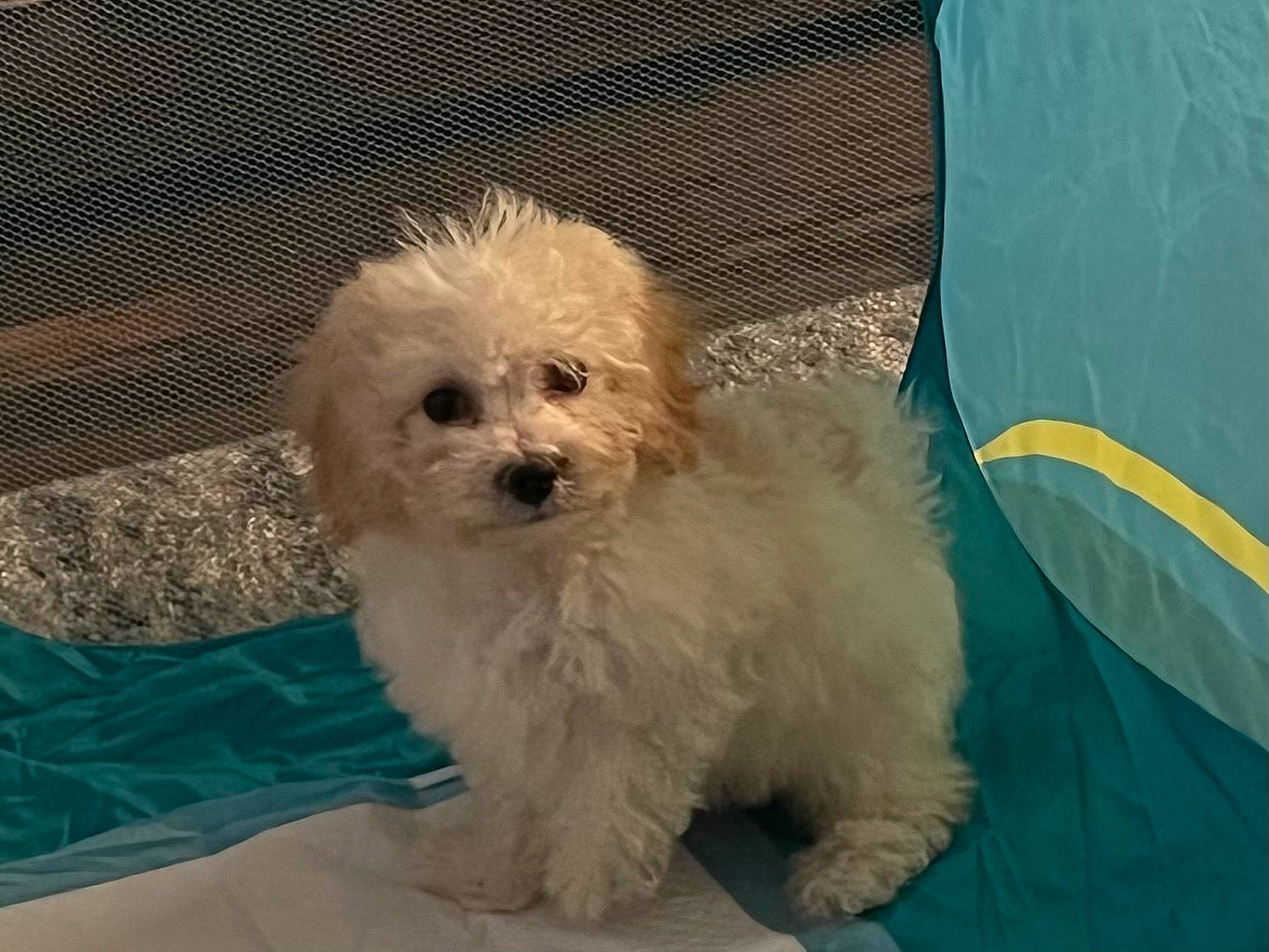 Oakley joined the competition — help win amazing prizes! canidae, carnivore, companion_dog, dog, dog_breed, dog_supply, fur, labradoodle, mal_shi, maltepoo, non_sporting_group, puppy, shih_poo, small_terrier, sporting_group, terrier, toy_dog, water_dog, working_animal, yorkipoo