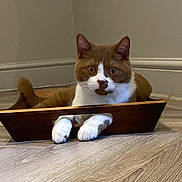 Lewie joined the competition — help win amazing prizes! cat, brown_and_white, wooden_tray, floor, indoor, pet, animal, paws, relaxed, curious, fur, whiskers, ears, tail, home, feline, looking_at_camera, resting, cute, domestic_cat