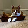 cat, brown_and_white, wooden_tray, floor, indoor, pet, animal, paws, relaxed, curious, fur, whiskers, ears, tail, home, feline, looking_at_camera, resting, cute, domestic_cat