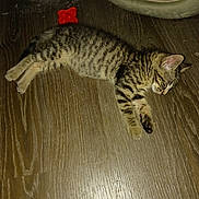 Gracie Jiles joined the competition — help win amazing prizes! kitten, cat, sleeping, tabby, wooden_floor, pet_bed, toy, indoor, feline, resting, young_animal, striped, paw, ears, fur, animal, cozy, domestic, cute, relaxed