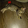 kitten, cat, sleeping, tabby, wooden_floor, pet_bed, toy, indoor, feline, resting, young_animal, striped, paw, ears, fur, animal, cozy, domestic, cute, relaxed
