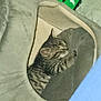 Gracie Jiles is registered to the contest to win money with this photo: cat, tabby, pet, animal, cozy, cat_bed, indoor, feline, resting, cute, sleepy, soft, comfort, home, fur, relaxed, cute_pet, domestic_animal, snuggled, curious