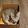 cat, kitten, cardboard_box, wooden_floor, fur, pet, animal, sleepy, cozy, indoor, resting, small, cute, striped, young, whiskers, ears, tail, feline, domestic