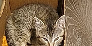 Gracie Jiles joined the competition — help win amazing prizes! cat, kitten, cardboard_box, wooden_floor, fur, pet, animal, sleepy, cozy, indoor, resting, small, cute, striped, young, whiskers, ears, tail, feline, domestic