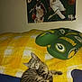 kitten, sleeping, tabby_cat, blanket, pillow, green_bay_packers, milwaukee_bucks, basketball, poster, indoor, cozy, yellow, white, blue, fur, pet, animal, resting, soft, couch
