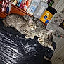 Fluffy Jiles joined the competition — help win amazing prizes! cat, tabby_cat, sleeping, snuggling, indoor, household_items, plastic_cover, dresser, bottle, drawing, childrens_art, door, furniture, domestic_animal, pet, animal, cozy, resting, fur, cute