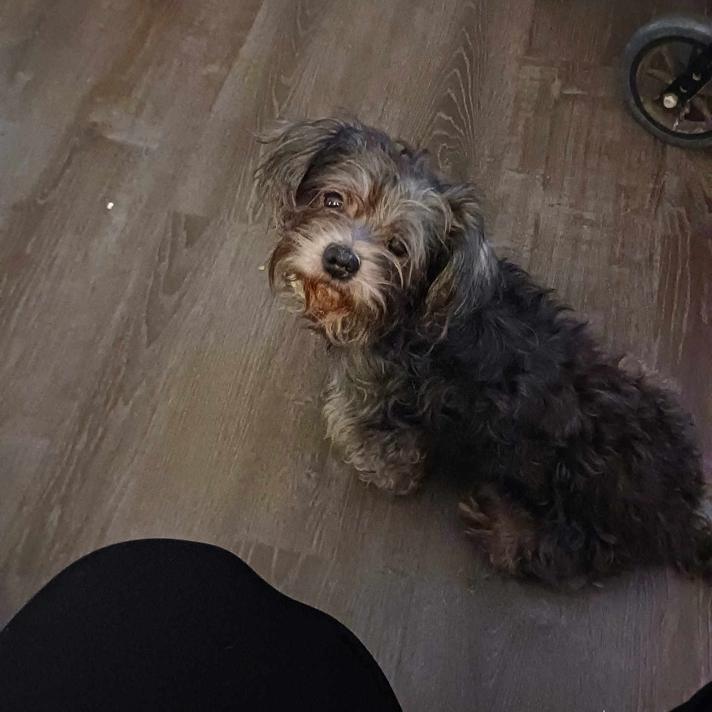 Fluffy Jiles joined the competition — help win amazing prizes! animal, black_fur, black_pants, brown_fur, canine, companion, curious, cute, dog, domestic, flooring, furry, indoor, knees, looking_up, pet, scruffy, small_dog, stroller_wheel, wooden_floor