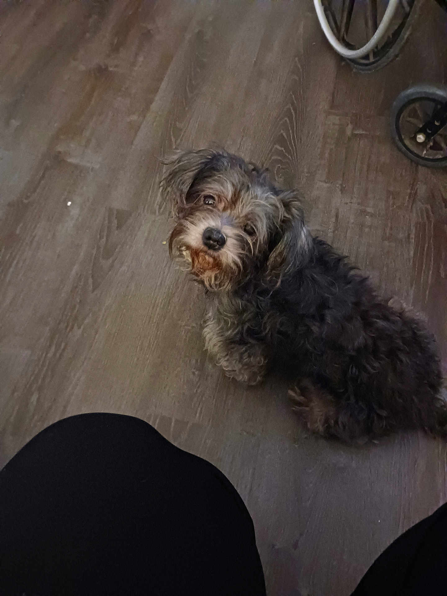 Fluffy Jiles joined the competition — help win amazing prizes! dog, small_dog, curious, looking_up, wooden_floor, indoor, pet, furry, scruffy, black_fur, brown_fur, knees, black_pants, stroller_wheel, flooring, companion, cute, animal, domestic, canine