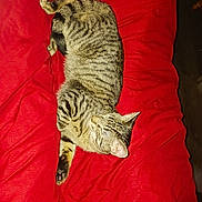 Grady Jiles joined the competition — help win amazing prizes! cat, tabby, feline, pet, sleeping, resting, red_blanket, striped, indoor, cozy, fur, whiskers, paw, animal, cute, domestic, relaxation, bed, comfort, mammal