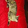 cat, tabby, feline, pet, sleeping, resting, red_blanket, striped, indoor, cozy, fur, whiskers, paw, animal, cute, domestic, relaxation, bed, comfort, mammal