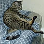 tabby_cat, cat, feline, pet, indoor, blanket, patterned_blanket, relaxed, stretching, paw, tail, fur, animal, resting, home, cozy, cute, comfort, sleepy, domestic_cat