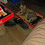 cat, tabby_cat, collar, monopoly_game, game_box, floor, wood_floor, slippers, nike_slippers, litter_box, indoor, pet, animal, relaxing, box, red, black, brown, furniture, home