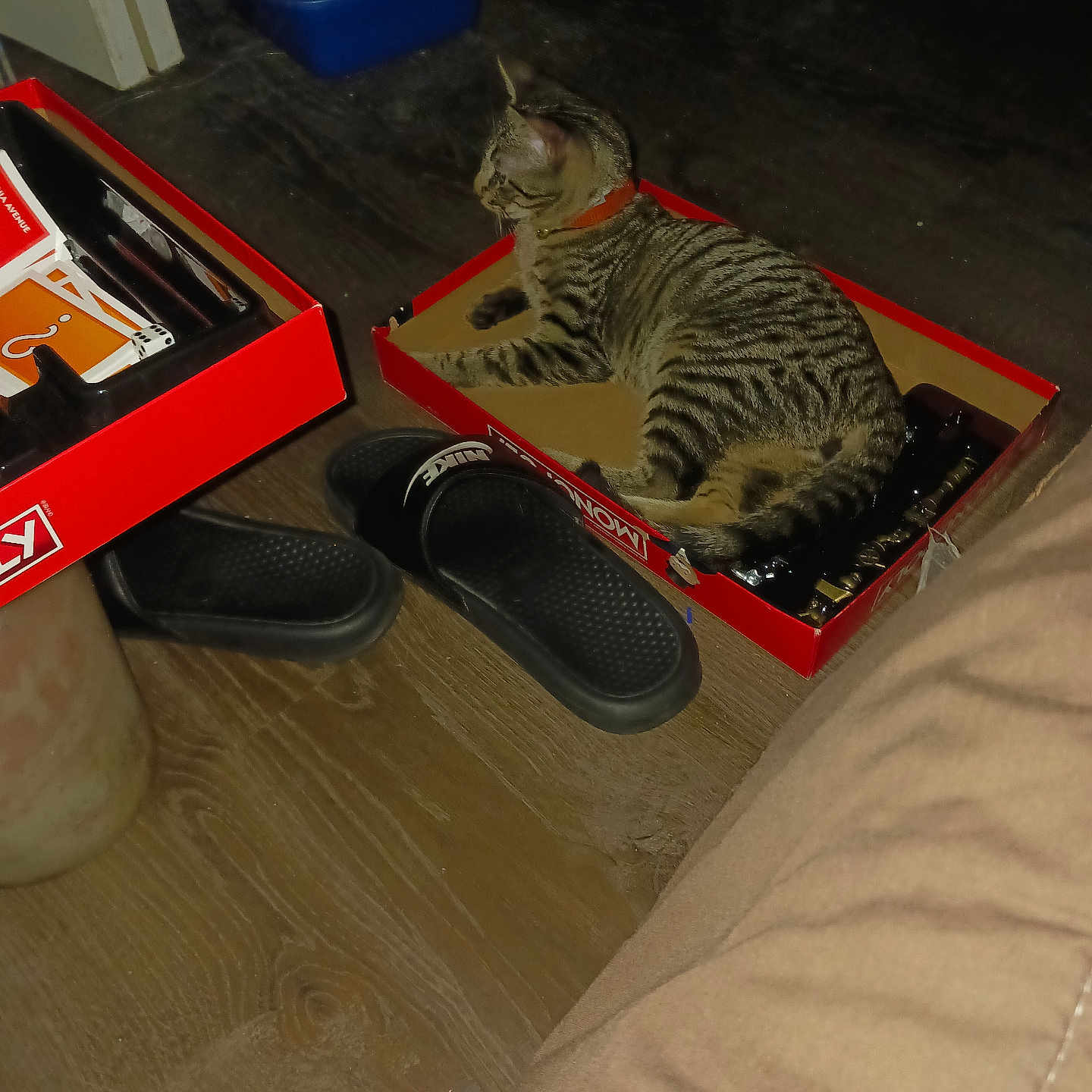 Pepper Jiles joined the competition — help win amazing prizes! animal, black, box, brown, cat, collar, floor, furniture, game_box, home, indoor, litter_box, monopoly_game, nike_slippers, pet, red, relaxing, slippers, tabby_cat, wood_floor