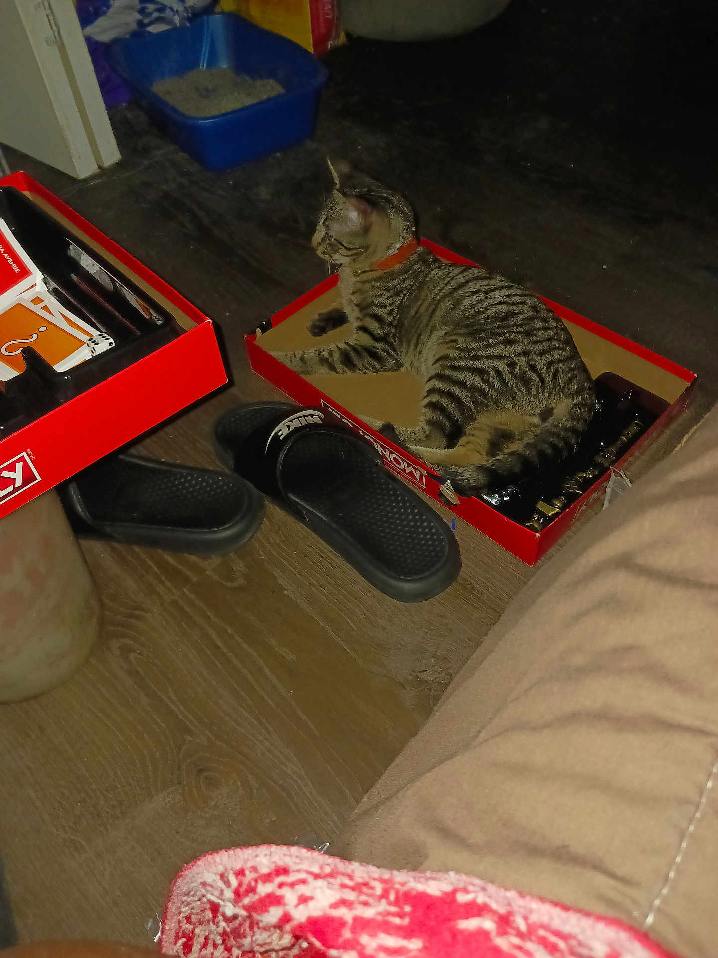Pepper Jiles joined the competition — help win amazing prizes! cat, tabby_cat, collar, monopoly_game, game_box, floor, wood_floor, slippers, nike_slippers, litter_box, indoor, pet, animal, relaxing, box, red, black, brown, furniture, home