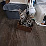 Pepper Jiles joined the competition — help win amazing prizes! cat, tabby, cardboard_box, floor, litter_box, indoor, pet, animal, container, cleaning_supplies, food_can, curious, alert, brown, gray, striped, small_box, domestic_cat, feline, household