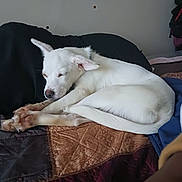 Snow Jiles joined the competition — help win amazing prizes! dog, sleeping, white_dog, bed, quilt, pillow, indoor, resting, cozy, pet, fur, animal, relaxation, paw, snout, ears, side_view, domestic, quiet, comfort