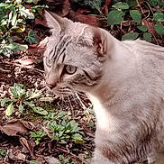 Hermès participe au concours pour gagner de l'argent avec cette photo : cat, animal, outdoor, garden, leaves, plants, fur, whiskers, eyes, nature, ground, stripes, predator, mammal, walking, curious, closeup, pet, daylight, greenery