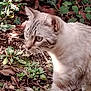 cat, animal, outdoor, garden, leaves, plants, fur, whiskers, eyes, nature, ground, stripes, predator, mammal, walking, curious, closeup, pet, daylight, greenery