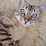 Hermès a rejoint le concours — aidez-le/la à gagner de superbes lots ! cat, blue_eyes, curious, close_up, feline, striped, fur, pet, domestic_animal, whiskers, pink_nose, lying_down, fluffy_rug, soft_texture, indoor, animal_portrait, relaxed, cute, focus, eye_contact