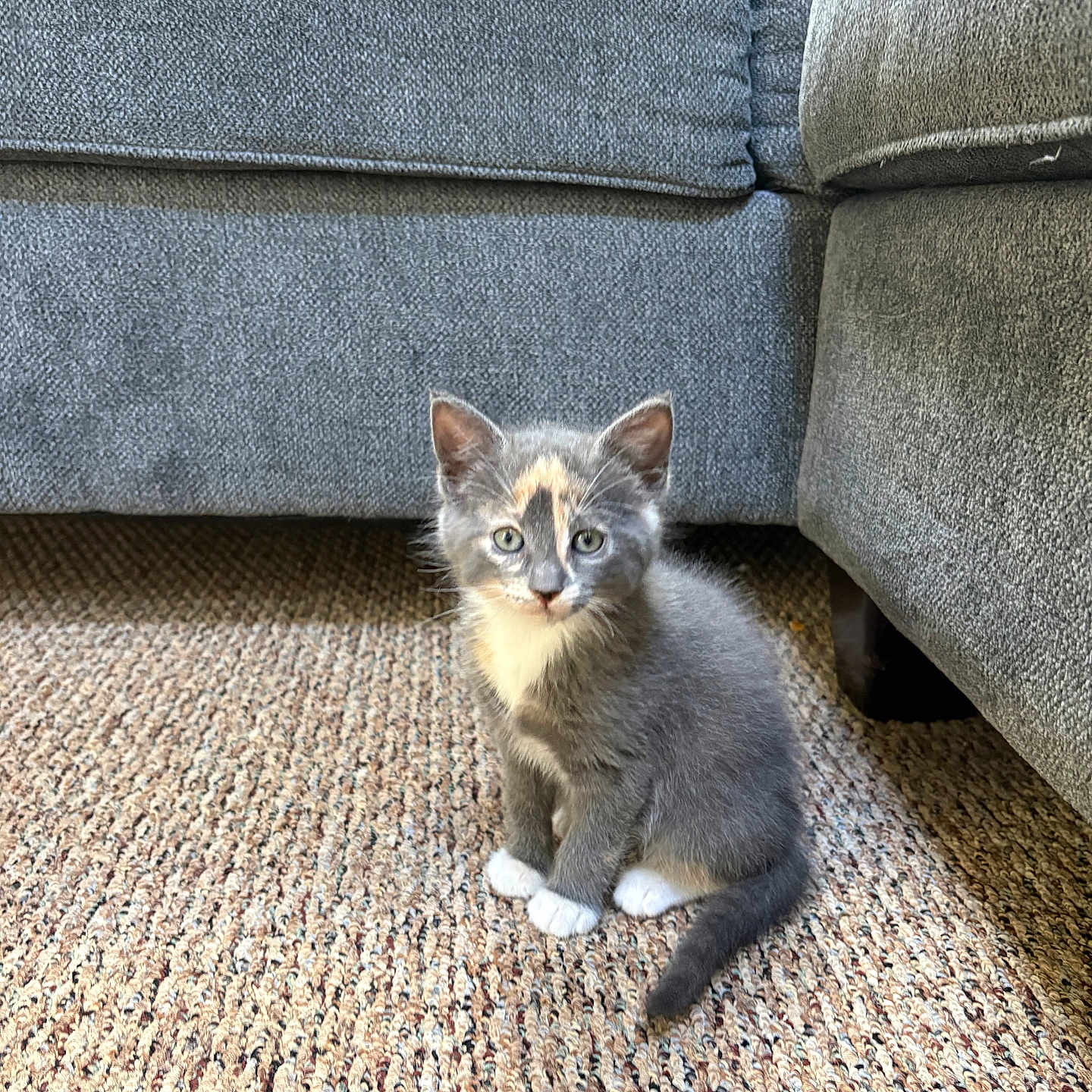 Suki